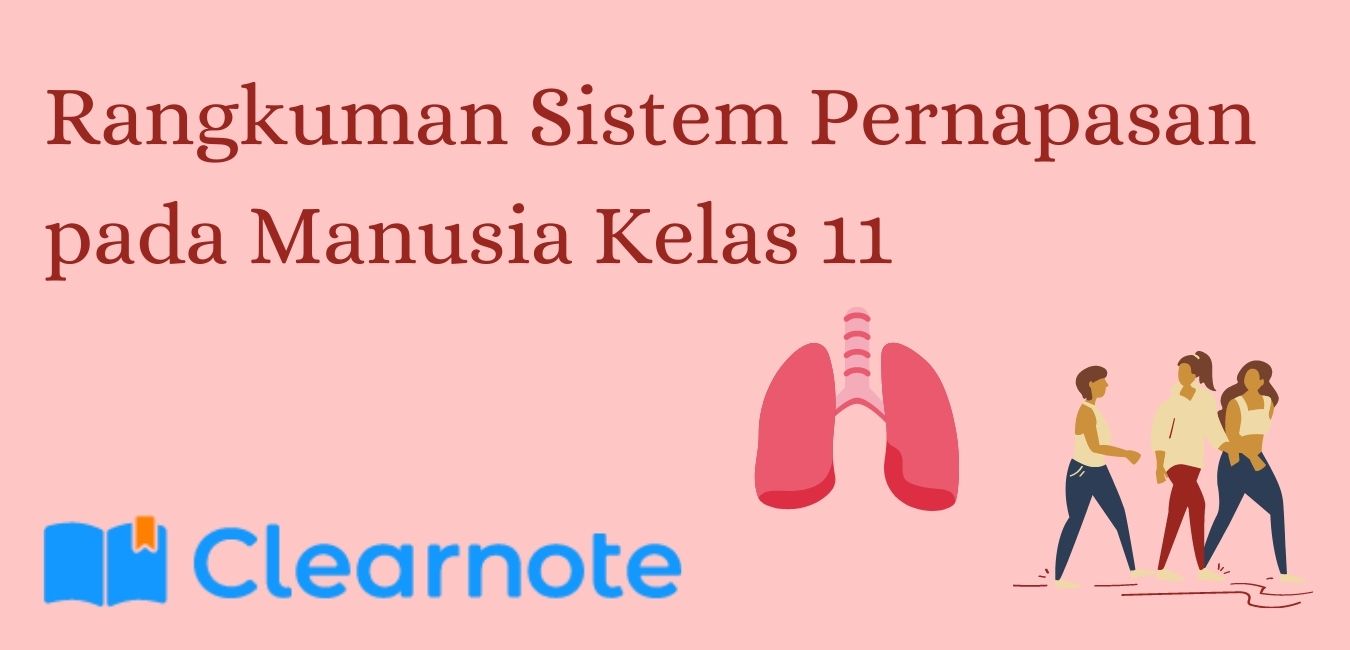 Rangkuman Sistem Pernapasan Pada Manusia Kelas Clear Indonesia News