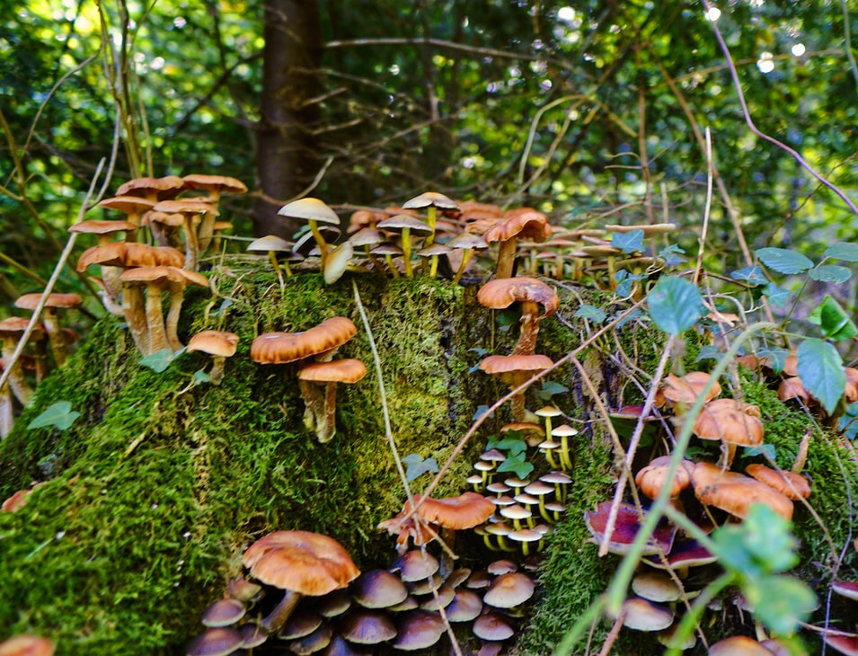 Rangkuman Fungi - Clear Indonesia News